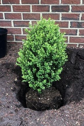 Bushes To Plant In Front Of House, Evergreen Shrubs In Front Of House Ideas, Low Maintenance Plants For Front Yard, Boxwoods Front Of House, Front Yard Landscaping Design Ideas Low Maintenance, Evergreen Garden Bed, Plants For In Front Of House, Juniper Shrub Landscaping, Best Low Maintenance Shrubs