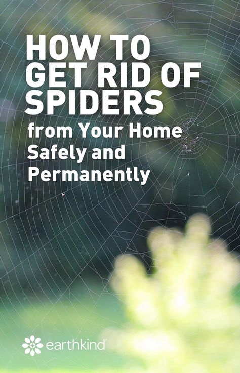 How To Stop Spiders Coming In The House, Spider Prevention, Spider Infestation, Natural Spider Repellant, Repellent Diy, Home Remedies For Spiders, Spiders Repellent, Spider Control, Bug Spray Recipe