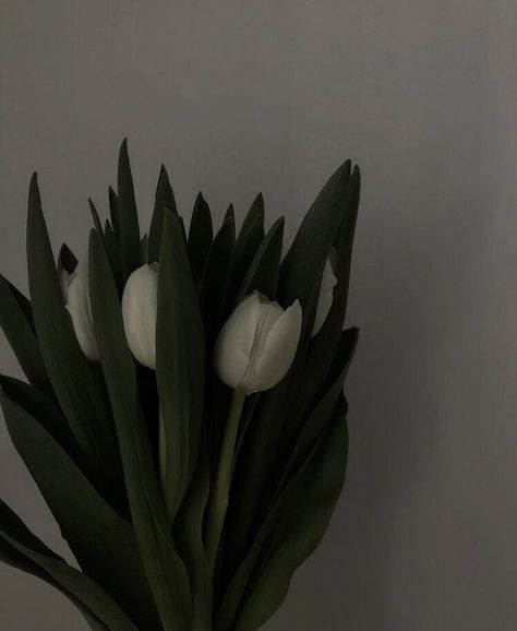 Tulips Dark, Instagram Flowers, Vintage Flowers Wallpaper, White Tulips, Green Aesthetic, Flower Wallpaper, Vintage Flowers, Tulips, Dark Green