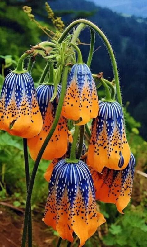 National Geographic Wild, Strange Flowers, Unusual Plants, Unusual Flowers, Beautiful Flowers Pictures, Unique Flowers, Exotic Plants, Exotic Flowers, Beautiful Blooms