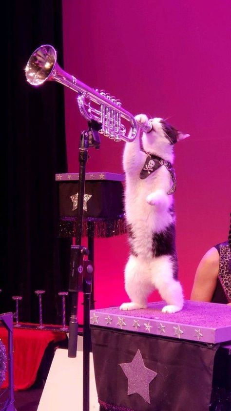 Cats Musical, Cat Stands, Funny Cat Memes, Funny Cat Pictures, Cat Playing, Weird Animals, Silly Cats, All About Cats, Animal Photo