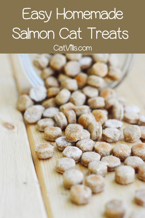 If you want to try your hand at making your own kitty treats, our salmon cat treats recipe is a great place to start! Homemade Cat Treats Easy, Diy Cat Treats Recipes, Homemade Cat Treats Recipes, Diy Cat Treats, Cat Bubble, Kitty Treats, Salmon Cat, Pet Recipes, Homemade Pet Treats