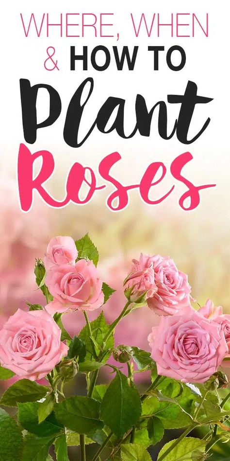 Where, When & How to Plant Roses! • The Garden Glove When To Plant Rose Bushes, Rose Bush Garden Ideas, Rose Beds Garden Ideas, Small Rose Garden Ideas, How To Plant Roses, When To Plant Roses, Planting Rose Bushes, Budget Flowers, Rose Bed