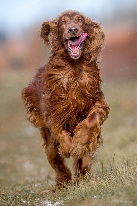 Setter Dogs, Red Setter, Irish English, Irish Setter Dogs, Irish Setters, Irish Beauty, Irish Terrier, Dog Search, English Setter