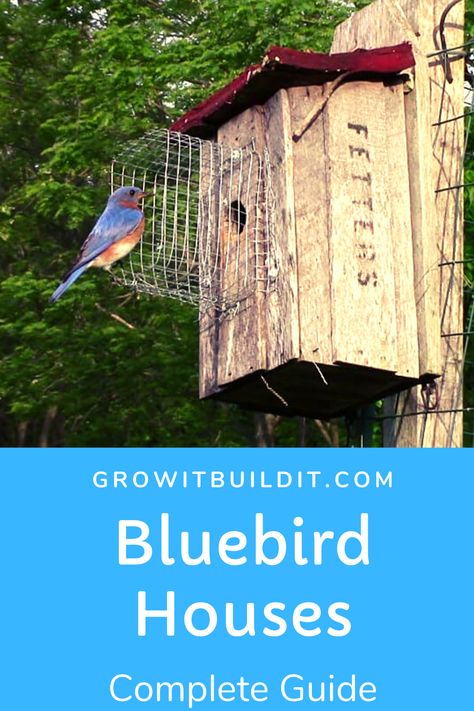 Blue Bird Nesting Boxes, Bird Box Diy, Eastern Bluebird House Plans, Diy Bluebird House, Bluebird House Plans Diy, How To Attract Bluebirds To Your Yard, Blue Bird Houses Diy, Tall Bird Houses, Bird Area In Backyard