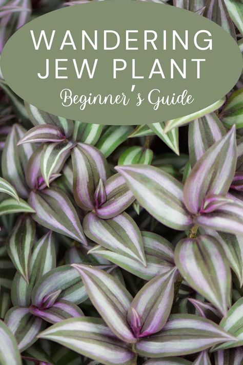 Discover the simple steps to keep your Wandering Jew plant thriving with this beginner-friendly guide. Wandering Dude Plant Care, Purple Wandering Jew Plant, Wandering Jew Plant Care Indoors, Wondering Jew Plant Care, Wondering Jew Plant, Wandering Jew Plant Care, Wondering Jew, Plant Meanings, Jew Plant