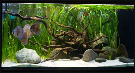 White Aquarium, Driftwood Aquarium, Aquarium Sand, Fish Tank Themes, Fish Tank Terrarium, Aquascape Design, Fish Tank Design, Aquarium Driftwood, Aquarium Gravel