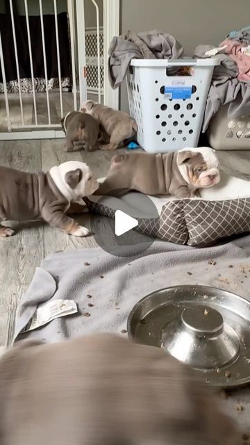 English Bulldog Love on Instagram: "Some of our favorite (and most chaotic) puppy moments 😂

❣️ Do you want to see more cute English Bulldogs? Then follow us.
:
:
:
Cradit: loveabullenglishbulldogs on TikTok
:
:
:
DM for Credit or removal!
:
:
:
#englishbulldog #englishbulldogpuppy #englishbulldoglovers #englishbulldoglife #englishbulldogpuppies #englishbulldoglover #englishbulldogofinstagram #englishbulldogmoments #englishbulldog_feature #englishbulldogworld #englishbulldogs_worldwide #englishbulldogfamily #englishbulldogclub #englishbulldogmom #englishbulldogmix #englishbulldogfanclub #englishbulldogpups #englishbulldogforsale #englishbulldogmodel #bulldogworld #englishbulldogsofig #englishbulldoglove #englishbulldogcommunity #englishbulldogsworldwide" Olde English Bulldog Puppies, Baby English Bulldogs, English Bulldog For Sale, American Bulldog Puppies, Bulldog Funny, Cute Bulldogs, English Bulldog Puppies, Old English Bulldog, English Bulldog Puppy