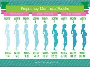 When does 3rd trimester start? - July 2017 Babies - WhatToExpect.com Bump Progression, Baby Bump Progression, Pregnancy Chart, Pregnancy Timeline, Pregnancy Facts, Pregnancy Calendar, 32 Weeks Pregnant, Pregnancy Calculator, Pregnancy Info