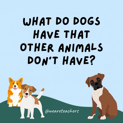 Who doesn't love dogs and jokes? We have found the funniest doggone dog jokes for kids and compiled them just for you dog lovers! Puppy Jokes, Grammar Jokes, History Jokes, Music Jokes, What Kind Of Dog, Dog Jokes, Frozen Dog, Math Jokes, School Jokes