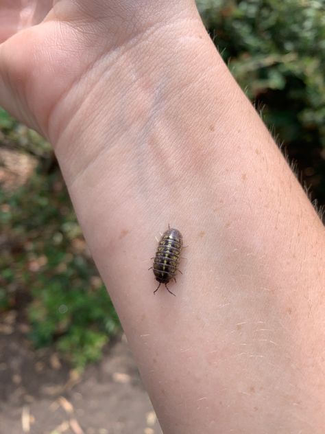 Pill bug Rolly Polly Bug, Pretty Bugs, Pill Bugs, Rolly Polly, Woodlice, Pill Bug, Bug Tattoo, Cool Bugs, Aesthetic Names