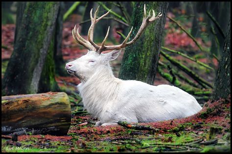 Albino Deer, Rare Albino Animals, Red Deer Stag, Big Deer, Deer Pictures, Albino Animals, Enchanted Wood, Forest Creatures, Rare Animals