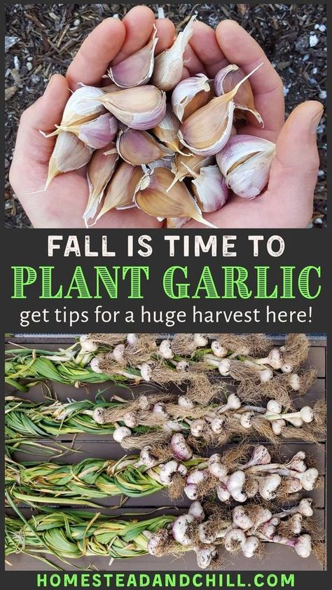 Store Garlic, Garlic Garden, Plant Garlic, Gemüseanbau In Kübeln, Hardneck Garlic, Grow Garlic, Diy Jardin, Garlic Seeds, Growing Garlic