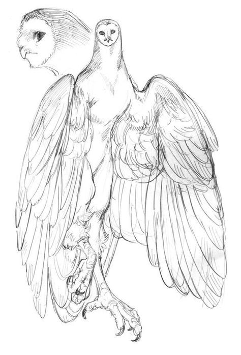 Creepy Owl Drawing, Creepy Animal Drawings, Owl Harpy, Analytical Drawing, Monster Artwork, Concept Inspiration, Armband Tattoos, Bird People, Oc Design