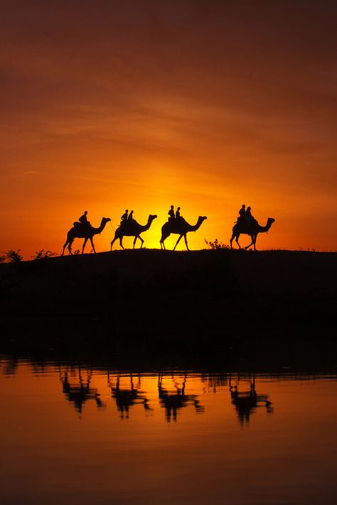 Camels at Desert, Pushkar, India These amazing beasts are ubiquitous in   Rajasthan Desert Dream, The Setting Sun, Body Of Water, Sun Sets, Setting Sun, Instagram Logo, Beautiful Sunset, The Desert, 그림 그리기