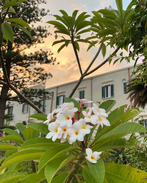 Plumeria has a rich history in all of the places it is found… it also smells delicious. In #bali the five petals of the frangipani flower represent the five elements of the universe, and the tree is seen as a bridge between the divine and the earthly realm. In the pacific islands plumeria symbolizes love and new beginnings. Plumerias have been associated with deities of life and fertility since the Maya and Aztec periods. The Aztecs used plumerias to signify elite status, planting them ... Frangipani Flower, The Five Elements, The Aztecs, Five Elements, Pacific Islands, Fifth Element, In Front Of House, Front Of House, A Bridge