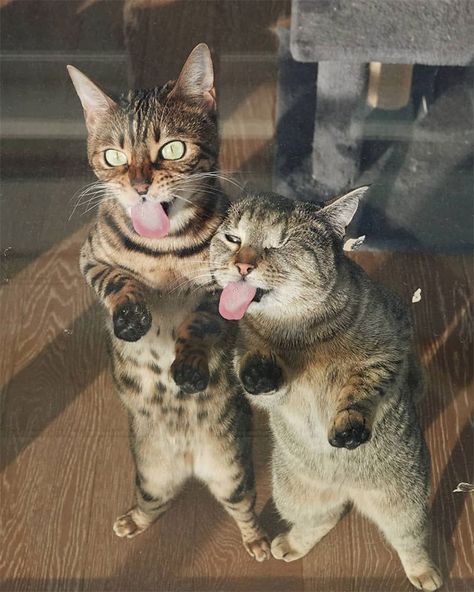 Pics Capturing Why Two Cats Are Much Better Than One - I Can Has Cheezburger? Exotic Shorthair, Image Chat, Painting Media, Cat Supplies, Cute Cats And Kittens, Funny Funny, Cute Kittens, Funny Animal Pictures, Pretty Cats