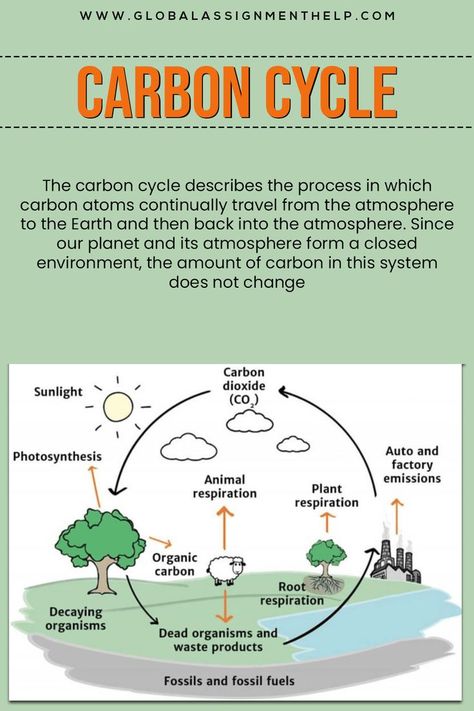 What is the carbon cycle?
Carbon Cycle
Biology
Biogeochemical cycle Carbon Dioxide Cycle, Environmental Science Activities, Carbon Compounds, Biology Assignment, The Carbon Cycle, Physical Science High School, Igcse Biology, Layers Of The Earth, Science Inquiry