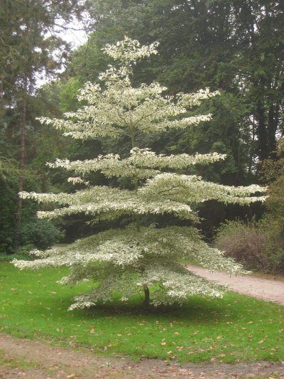 Pagoda Dogwood, Cake Tree, Wedding Cake Tree, Dogwood Tree, Garden Walkway, Specimen Trees, Dogwood Trees, Garden Shrubs, Ornamental Trees