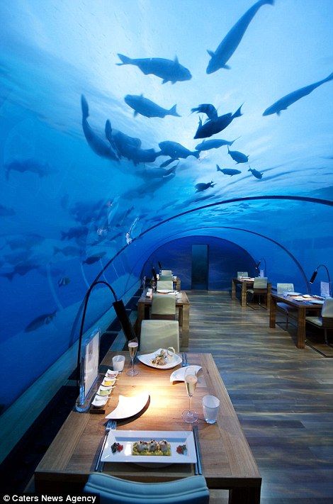 Conrad Maldives, Underwater Hotel, Underwater Restaurant, Floating Hotel, Maldives Holidays, Maldives Hotel, Best Travel Insurance, Dinner Show, Visit Maldives