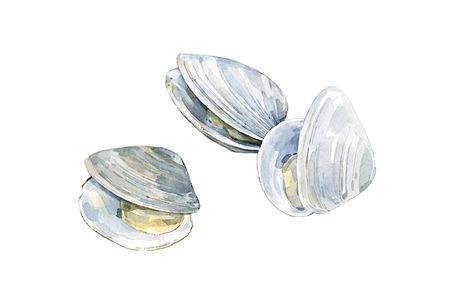 Clams Food Tattoo, Mental Healthcare, Sea Life Wall Art, Sea Treasure, Watercolor Food, Watercolor Fish, Watercolor Ocean, Oyster Bar, Painted Shells