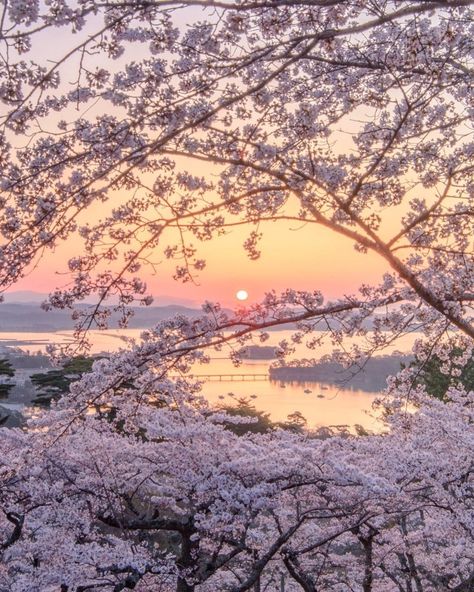 Japan Sunrise Aesthetic, Quite Pictures, Japan Sakura Cherry Blossoms, Sunrise Japan, Japan Background, Japan Place, Japan Tree, Aesthetic Sakura, Miyagi Prefecture