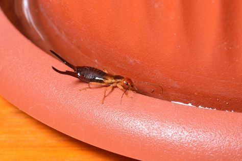 By day, earwigs are hidden under rocks and mulch. At night, they love feasting on small insects and decaying plant matter. When left to their own devices, they’ll damage the plants and flowers in your garden. Fortunately, there are ways control or eliminate the earwig population in your garden. Earwigs In House, Getting Rid Of Earwigs, Love Feast, Irish Spring Soap, Fly Infestation, Deer Repellant, Earwigs, Diy Pest Control, Garden Remedies