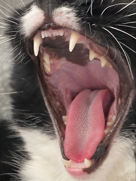 The mouth of a black and white cat. The cat is yawning so we can see into their pink mouth: the tongue is covered in spikes, there are two front fangs and between them are tiny teeth. The cats whiskers are white. Cat Teeth Aesthetic, Cat Teeth Reference, Cat Teeth Drawing Reference, Cat Mouth Reference, Cat Teeth Drawing, Teeth Reference Photos, Cat Open Mouth, Cai Characters, Yawning Animals