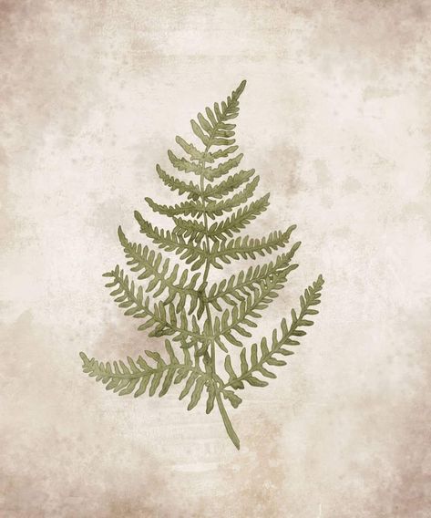 Vintage antique inspired fern illustration by Hayley Purdy Illustration   Natural history academia goblincore aesthetic flora Fern Illustration, Goblincore Aesthetic, Antique Inspiration, Natural History, Botany, Vintage Illustration, Fern, Vintage Antiques, Abstract Artwork