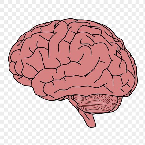 Brain Pictures Image, Brain Png Aesthetic, Brain Icon Aesthetic, Pink Brain Aesthetic, Brain Drawings, Animated Brain, Drawing Brain, Brain Clipart, Brain Cartoon