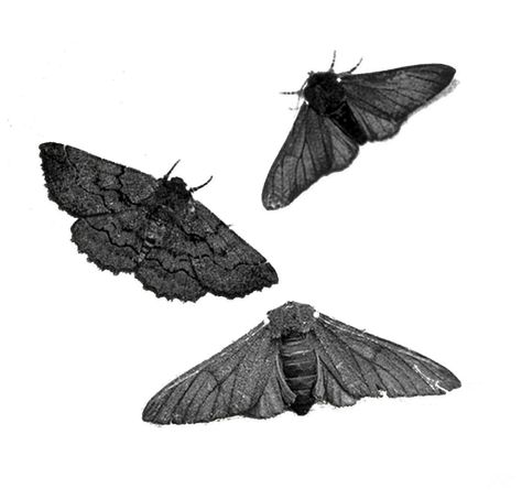 jorgerocha78:  “ Unknown (transparent)  ” Png Images For Editing, Grunge Png, Dark Fairycore, Arte Grunge, Dark Wings, Moth Art, Image Paper, Png Icons, Widget Icon