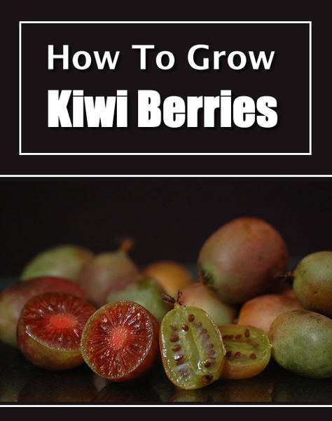 How To Grow Kiwi, Kiwi Growing, Kiwi Berry, Survival Knowledge, Hardy Kiwi, Homestead Lifestyle, Kiwi Berries, Edible Gardening, Backyard Gardens