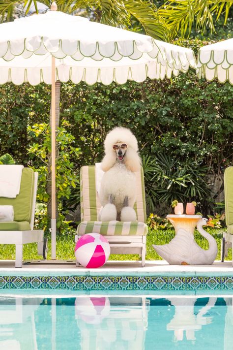 The Poodle, The Colony Hotel | Gray Malin Colony Hotel, The Dog Star, Palm Beach Photography, The Colony Hotel, Beach Suite, Gray Malin, Fever Dream, Dog Artwork, The Colony