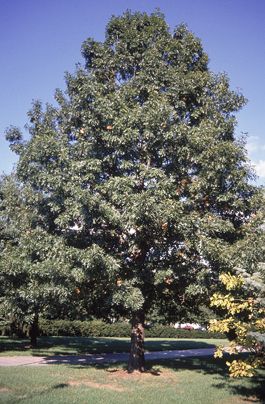 Shumard Oak | Ohio Department of Natural Resources Soil Type, Winter Sun, The Division, Deciduous Trees, Dark Grey Color, Farm Gardens, Types Of Soil, Natural Resources, Late Summer