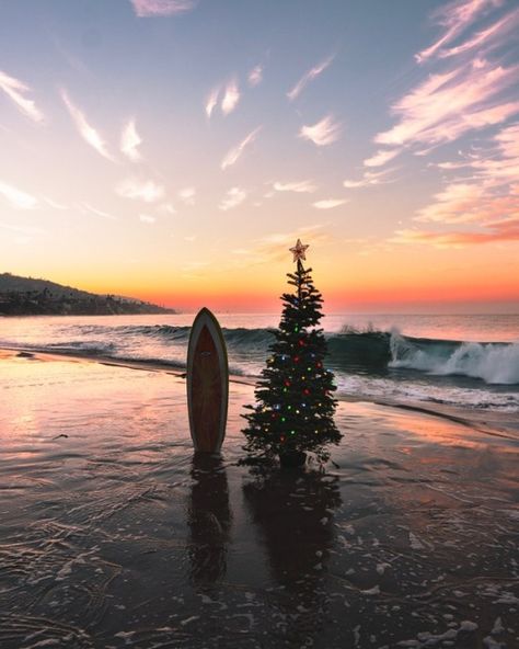 Beach Christmas Pictures, Christmas Palm Tree, California Christmas, Hawaii Christmas, Christmas In Australia, Florida Christmas, Aussie Christmas, Beachy Christmas, Best Campgrounds