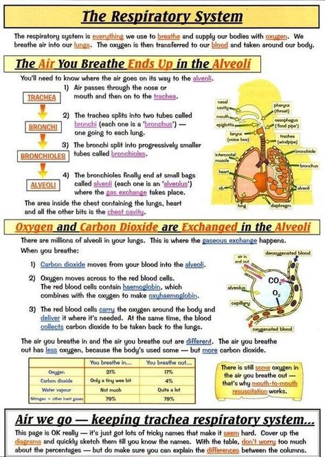 Science Respiratory System, Respiratory System Notes, Nursing School Studying Cheat Sheets, Emt Study, خريطة ذهنية, Nursing School Essential, The Respiratory System, Nursing School Motivation, Basic Anatomy And Physiology