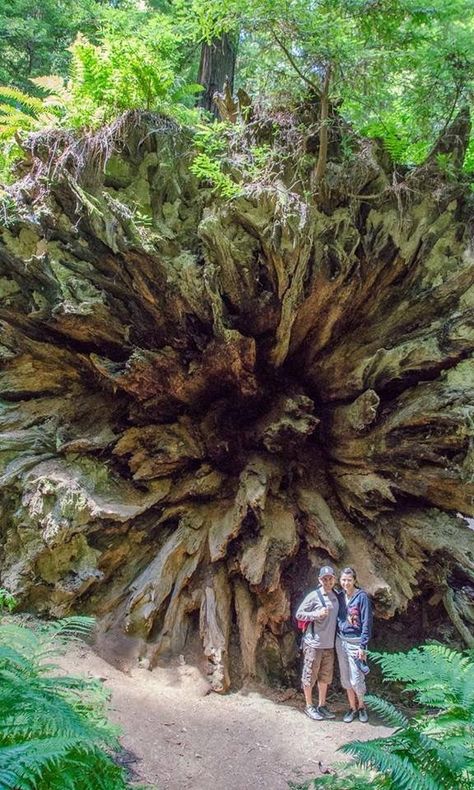 Massive Tree, Avenue Of The Giants, Humboldt Redwoods State Park, Weird Trees, Matka Natura, Train Wreck, Old Trees, The Giants, Unique Trees