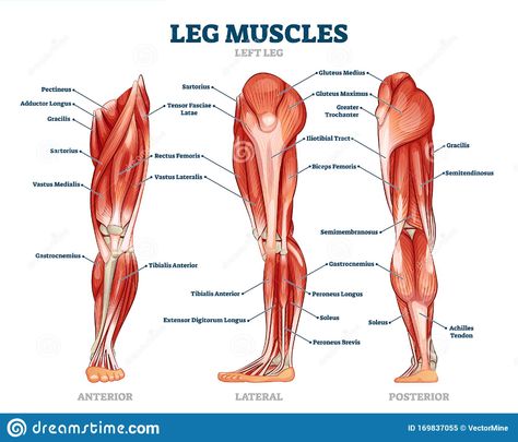 Leg Muscle Anatomical Structure, Labeled Front, Side and Back View Diagrams Stock Vector - Illustration of healthy, medicine: 169837055 Leg Muscles Diagram, Leg Muscles Anatomy, Muscle Names, Peroneus Longus, Muscle Diagram, Leg Anatomy, Leg Muscle, Muscle Structure, Best Leg Workout