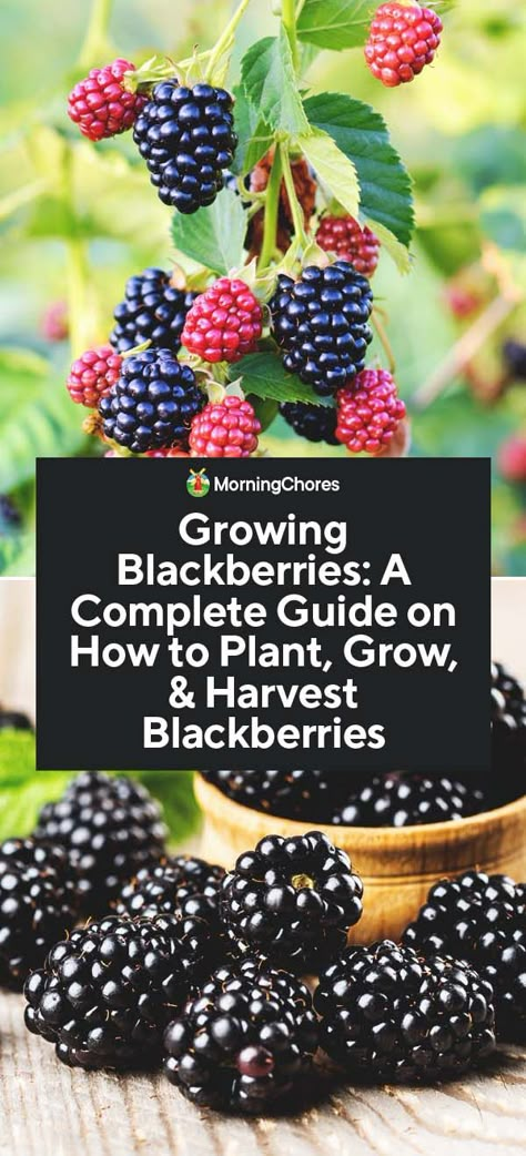 Growing Blackberries: A Complete Guide on How to Plant, Grow, Plantarea Legumelor, Gemüseanbau In Kübeln, Blackberry Plants, Growing Blackberries, Berry Garden, Growing Fruit Trees, Survival Garden, Sustainable Gardening, Herb Gardening