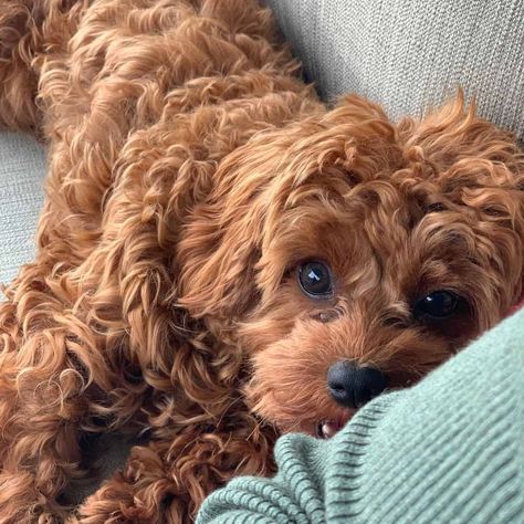 Cavapoo Breeders, Dog Caricature, Cavapoo Dogs, Beautiful Dog Breeds, Teddy Bear Dog, Very Cute Puppies, Cockapoo Puppies, Cavapoo Puppies, Dog Quotes Funny