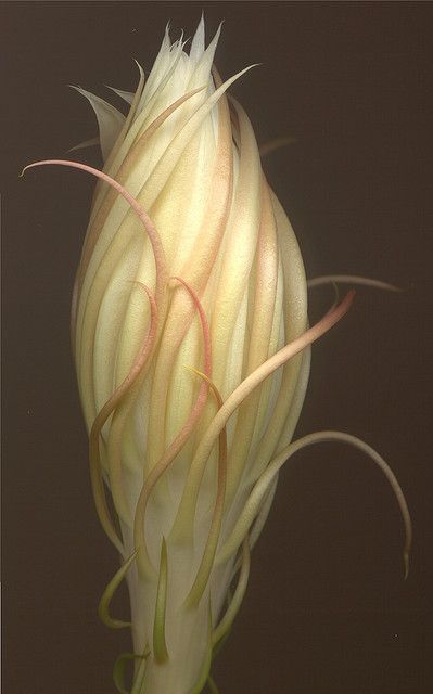 01962 Cereus other side 600 Beauty Flowers, Moon Garden, Unusual Plants, Unusual Flowers, Rare Flowers, Flower Bud, Exotic Plants, Exotic Flowers, Flower Beauty