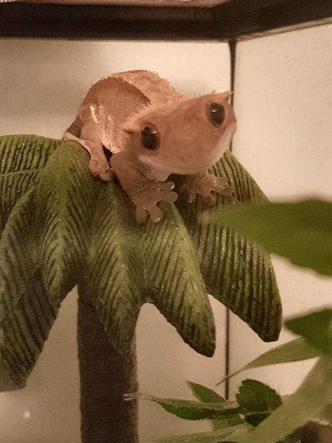 Crested Gecko, Leopard Gecko, A Frog, Gecko, Funny Animal, Pet, Funny, Wall, Green