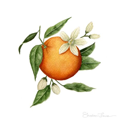 Mini Orange Blossom — Print | shealeenlouise Flor Tattoo, Watercolor Bouquet, Colorful Bouquet, Blossom Print, Pink Garden, Watercolor Artists, Lukisan Cat Air, Botanical Watercolor, Orange Essential Oil