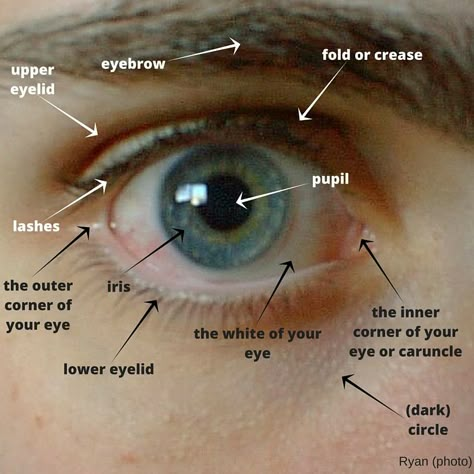 I promised we’d do something easy this time. I realised that some students of mine didn’t know what you call the parts of the eye. Yes, the black thing inside is a pupil, the same word … Parts Of The Eyes Worksheet, Eye Parts Name, Parts Of The Eyes, Parts Of An Eye, We Are Not The Same, Birth Colors, Eye Parts, Study English Language, Parts Of The Eye