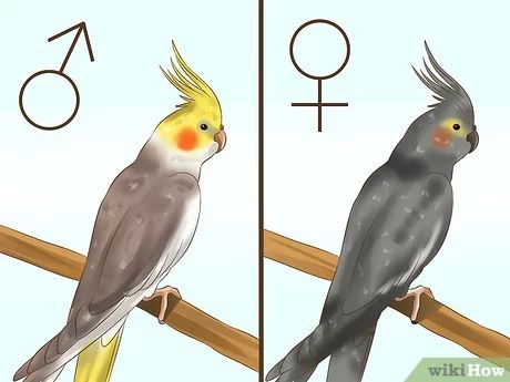 3 Ways to Tell if a Cockatiel Is Male or Female - wikiHow Diy Cockatiel Toys, Cockatiel Care, Cockatiel Cage, Cockatiel Toys, Parrot Pet, Funny Parrots, Bird Care, Australian Birds, Parrot Bird