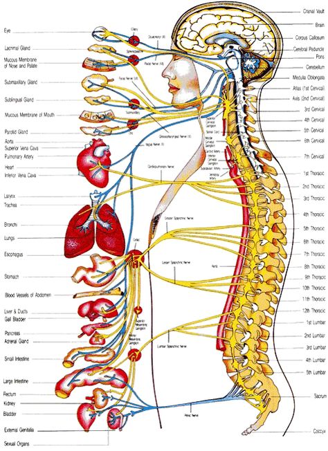 Das vegetative Nervensystem , das als das Steuersystem fungiert die Organe des Körpers zu laufen unsere Gesamtfunktion aufrecht zu erhalten. Sehen Sie, wo diese Funktionen stammen und in der Wirbelsäule führen . Dies entspricht auch Verletzungen und einige Symptom Auftreten . Punkty Spustowe, Nervus Vagus, Sistem Saraf, Bolesti Chrbta, Peripheral Nerve, Spine Health, Human Body Anatomy, Autonomic Nervous System, Human Anatomy And Physiology