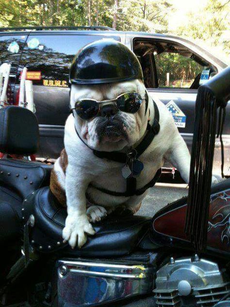 Bulldog rider Funny Dog Captions, Biker Dog, Boxer Bulldog, Bulldog Funny, Cute Bulldogs, English Bulldog Puppies, Funny Dog Memes, Cute Funny Dogs, Bulldog Puppies