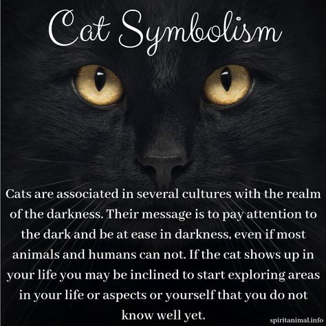 Cat Spirit Animal Black Cat Witchcraft, Spiritual Meaning Of Cats, Black Cat Spirit Animal, Spiritual Meaning Of Black Cats, Cat Meaning Spirit Animal, Black Cat Knowledge, Cats In Witchcraft, Black Cat Symbolism, Animal Spirit Art