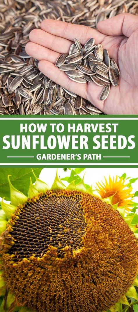 Harvesting Sunflower Seeds To Eat, How To Dry Out Sunflowers For Seeds, How To Harvest Sunflower Seeds To Eat, Harvesting Sunflower Seeds For Planting, How To Save Sunflower Seeds, Saving Sunflower Seeds, Sunflower Seed Harvesting, How To Process Sunflower Seeds, How To Harvest Sunflowers