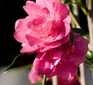 October Magic® Rose™ Camellia October Magic, Magic Rose, Southern Living Plant Collection, Southern Living Plants, Foundation Planting, Seed Catalogs, Outdoor Plant, Special Flowers, Evergreen Shrubs